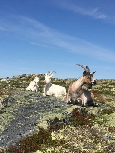 Herding goats between Sollia and Rondane National Park, Norway, 2019. Photo Judith van der Elst